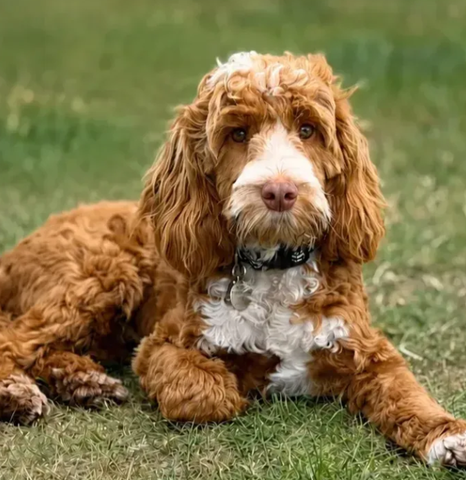 Portrait of the four-legged supervisor